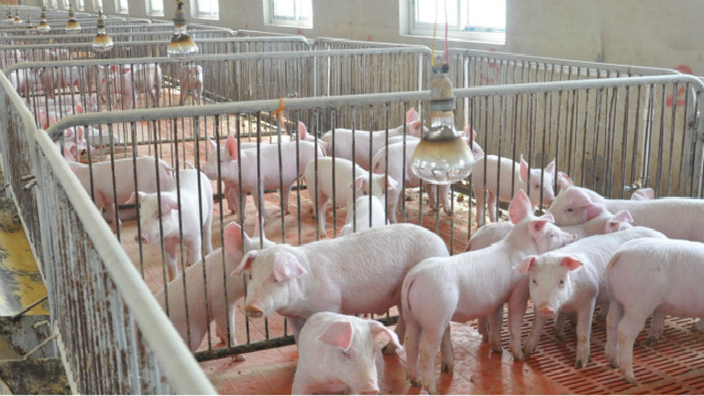 疯狂的洋崽真实版,疯狂的猪肉炖粉条子