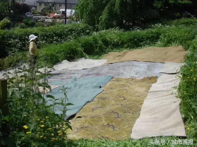 这个英国大叔从地里“种”出了一把椅子，价值2万多！