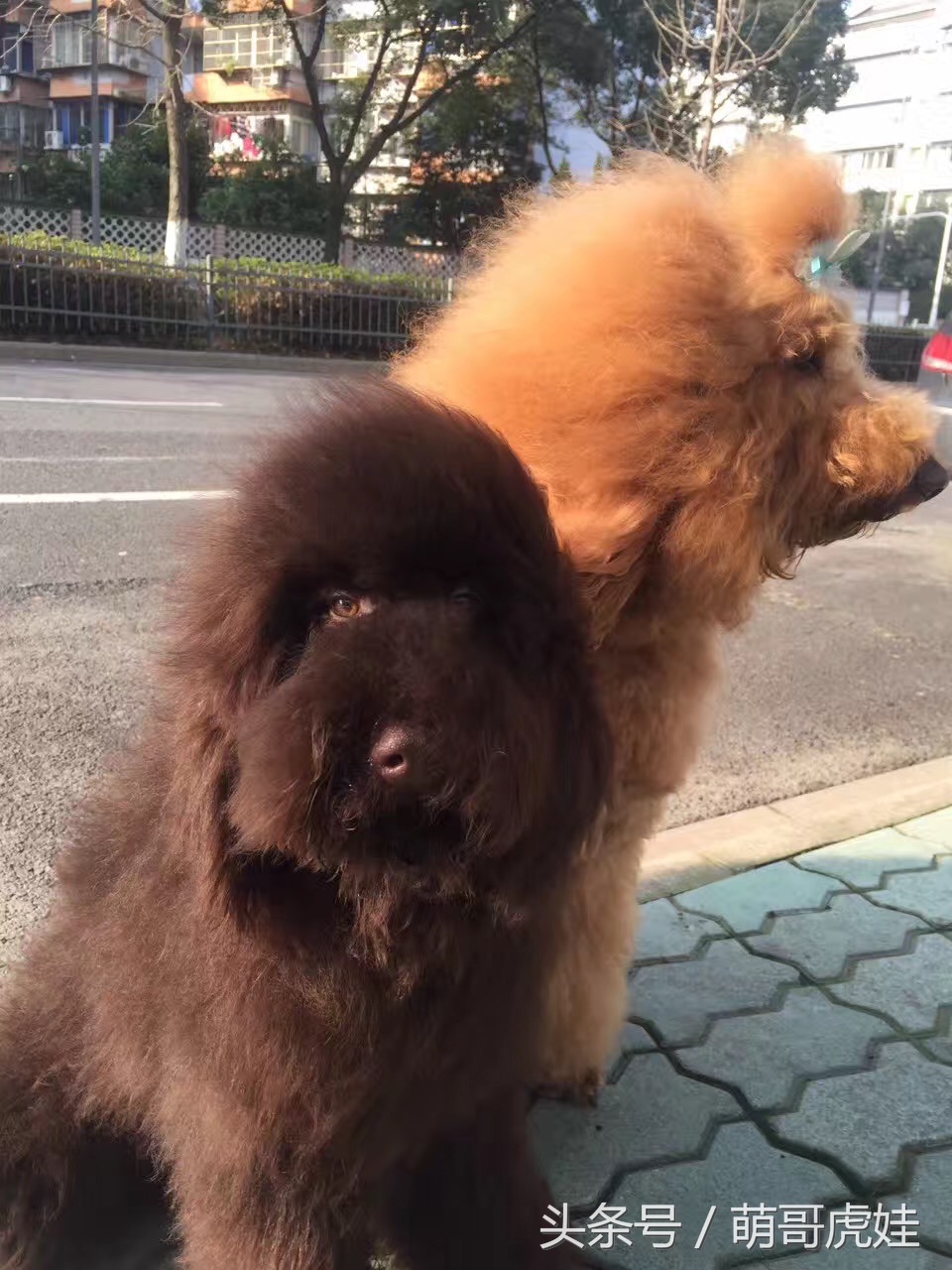 主人你不觉得我应该剪毛了么?你是打算把我养成古牧么?