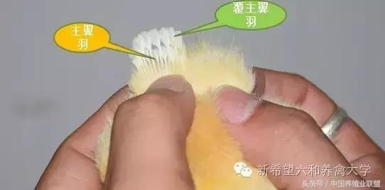 出壳小鸡怎么辨别公母,鉴别小鸡公母顺口溜