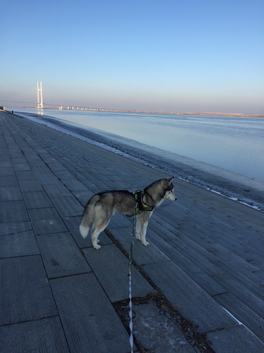 养哈士奇一个月需要多少钱,新手养哈士奇一个月花销多少