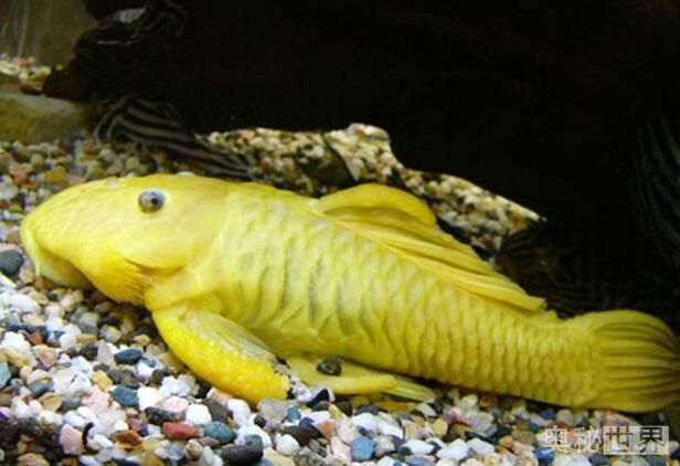 24k黄金达摩野生和人工的区别,24k黄金达摩真的有黄金吗