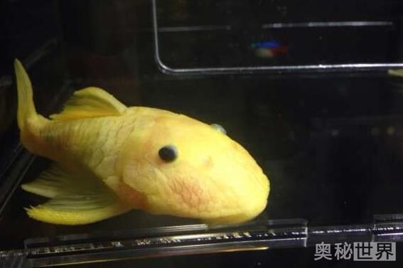 24k黄金达摩野生和人工的区别,24k黄金达摩真的有黄金吗