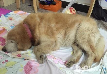 从小养到老的金毛，最近一直吃不了饭，医生说治疗已经没用了.