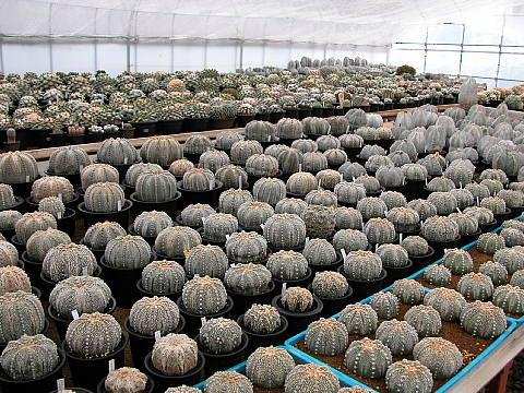 鏃ユ湰鐜夐湶澶氳倝澶ф,浠庡鑲夊ぇ妫氶噷璺戝嚭鏉ョ殑澶氳倝