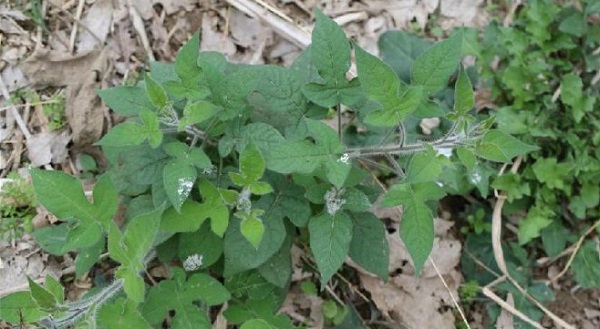 农村一种野草，治疗胃痛有一招，使用过后疯狂抢挖