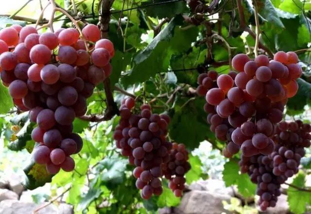 常州农家乐一日游最佳去处带娃,常州好玩的农家乐酒店