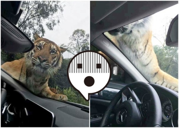 老鼠存一年的花生被车主发现,老鼠存花生被车主发现