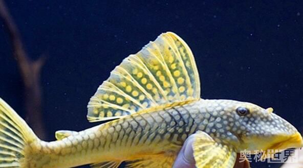 24k黄金达摩野生和人工的区别,24k黄金达摩真的有黄金吗