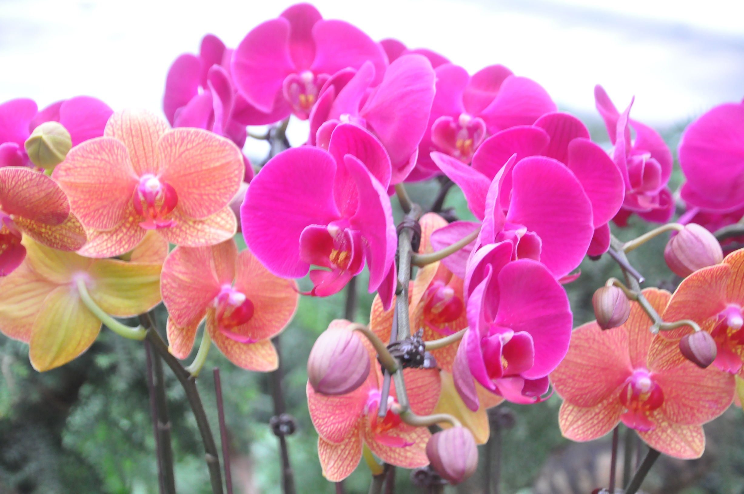 去花卉市场什么季节买花便宜,过年了到花卉市场买花