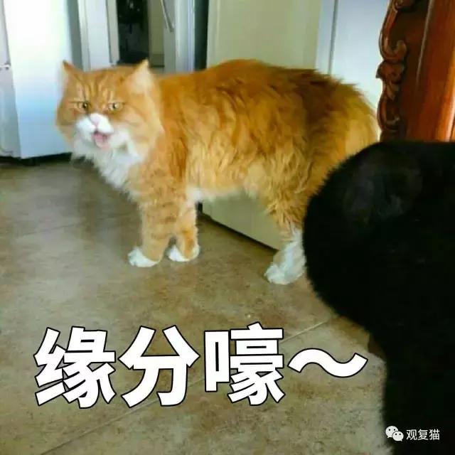 蓝猫找猫报应,蓝毛找猫