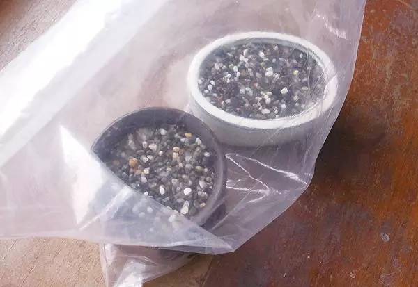 柚子的种子怎么发芽做盆栽,柚子种子小盆栽