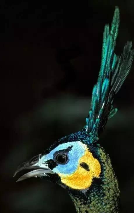 云南十大漂亮的鸡,云南第一生态鸡