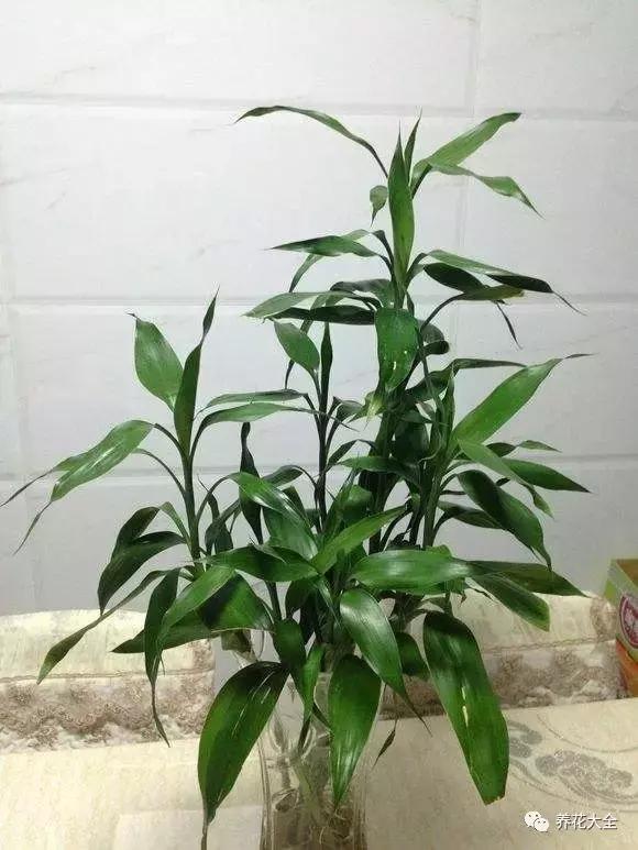富贵竹叶子发黄有什么征兆,富贵竹叶子发黄发干怎么治