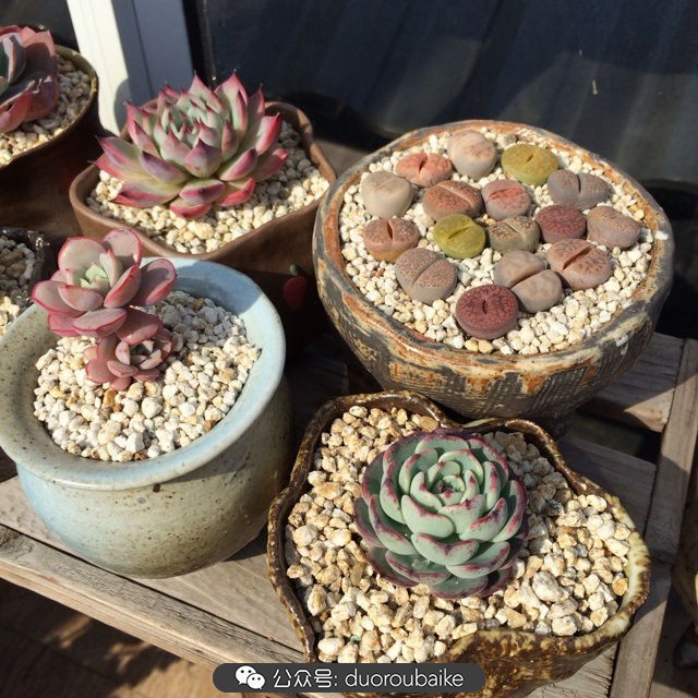 院子阳光房多肉,阳光房庭院多肉