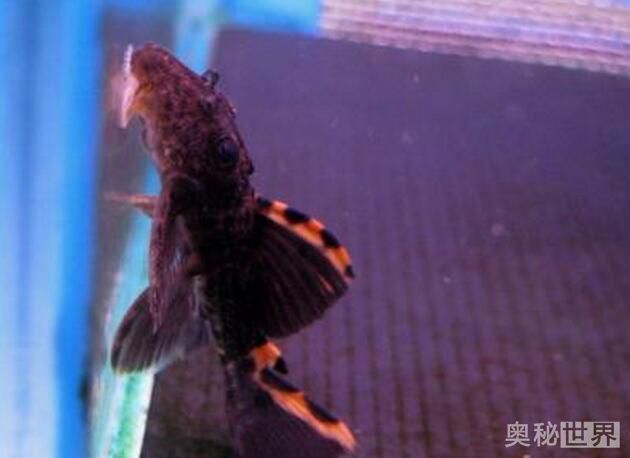 24k黄金达摩野生和人工的区别,24k黄金达摩真的有黄金吗