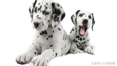 记住这五种食物狗不能吃别伤害它,宠物医生建议喂狗狗吃什么