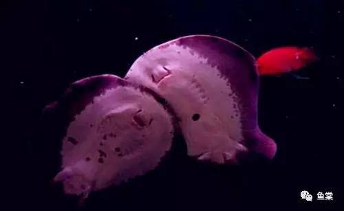 新手如何饲养龙鱼魟鱼,如何养好龙鱼跟魟鱼