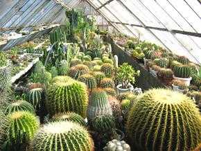 鏃ユ湰鐜夐湶澶氳倝澶ф,浠庡鑲夊ぇ妫氶噷璺戝嚭鏉ョ殑澶氳倝