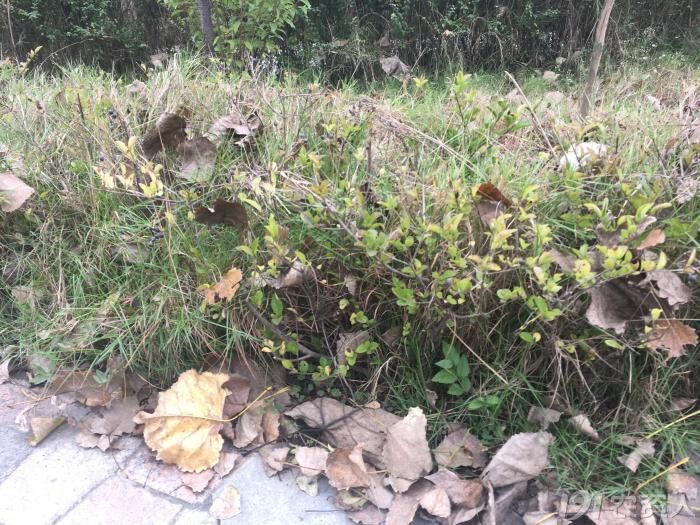 顽强的植物顽强的生命力,顽强的野草有哪些