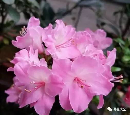 最美大杜鹃花图片,中国最美天然杜鹃花