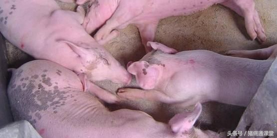 母猪超预产期5天需要打催产针吗,怀孕母猪怎么调理