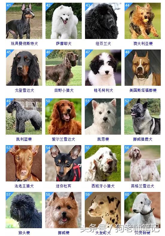 狗狗品种大全按体型智商怎么分,聪明狗狗品种大全及图片及名字