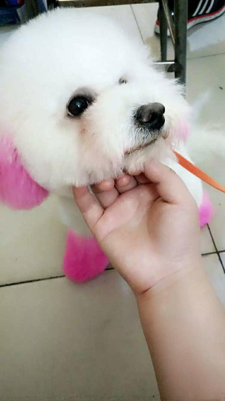 陈赫综艺节目中的狗,陈赫晒萌宠照片狗狗名字太霸气