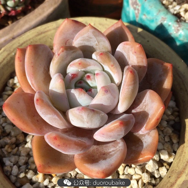 院子阳光房多肉,阳光房庭院多肉