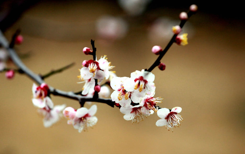 咏梅吟诵完整版,姜夔著名的咏梅诗