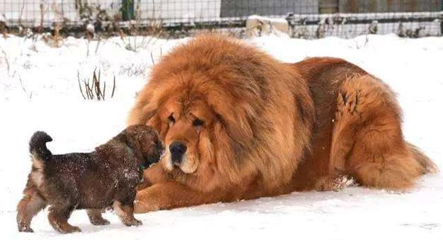 家有恶犬怎么训练狗狗,家有藏獒惹不起