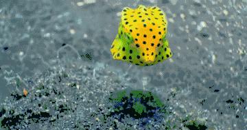 变性、伪装、雌雄同体--谁是微距世界的奇葩?