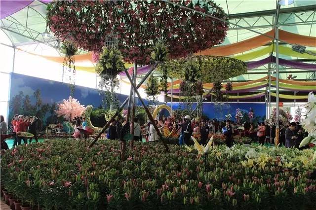 就在今日,百万鲜花盛放!南海这个“花花世界”等你来赏!