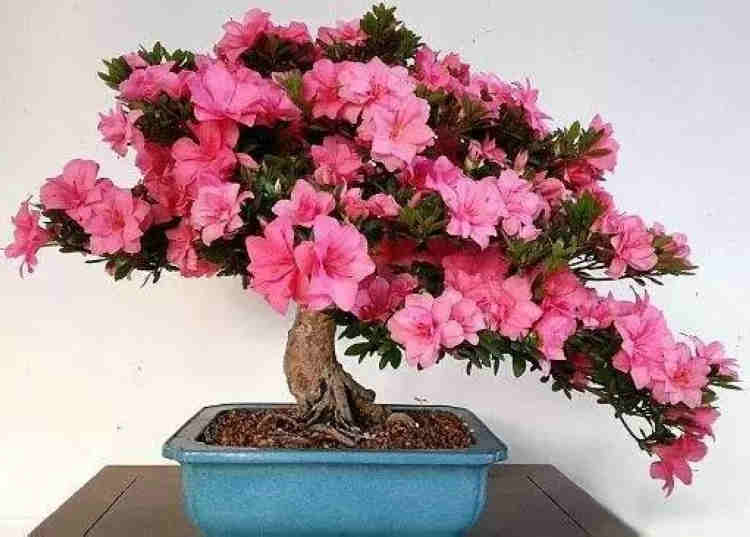 过年买什么鲜花摆家里好,春节家中摆满什么花寓意好