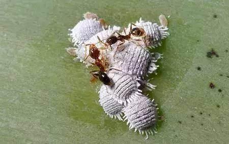 杀虫剂是可以解决虫害的第一选择,杀虫剂有哪些防治方法和使用方法