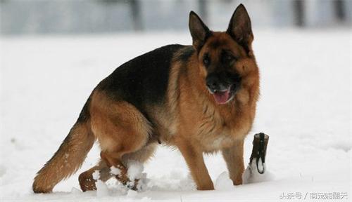 弓背德牧两后腿呈外八形怎么治疗,德牧后腿外八字怎么办