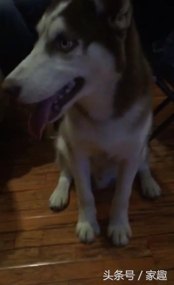哈士奇无缘无故挨了一巴掌,哈士奇把钱撕碎