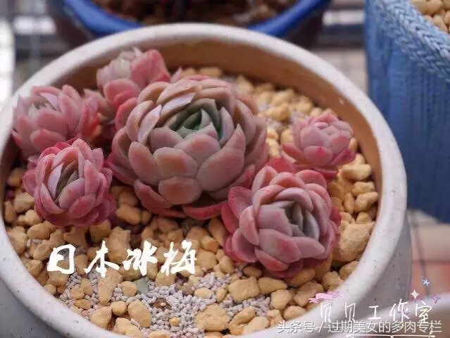 入坑一年小说,入坑一年