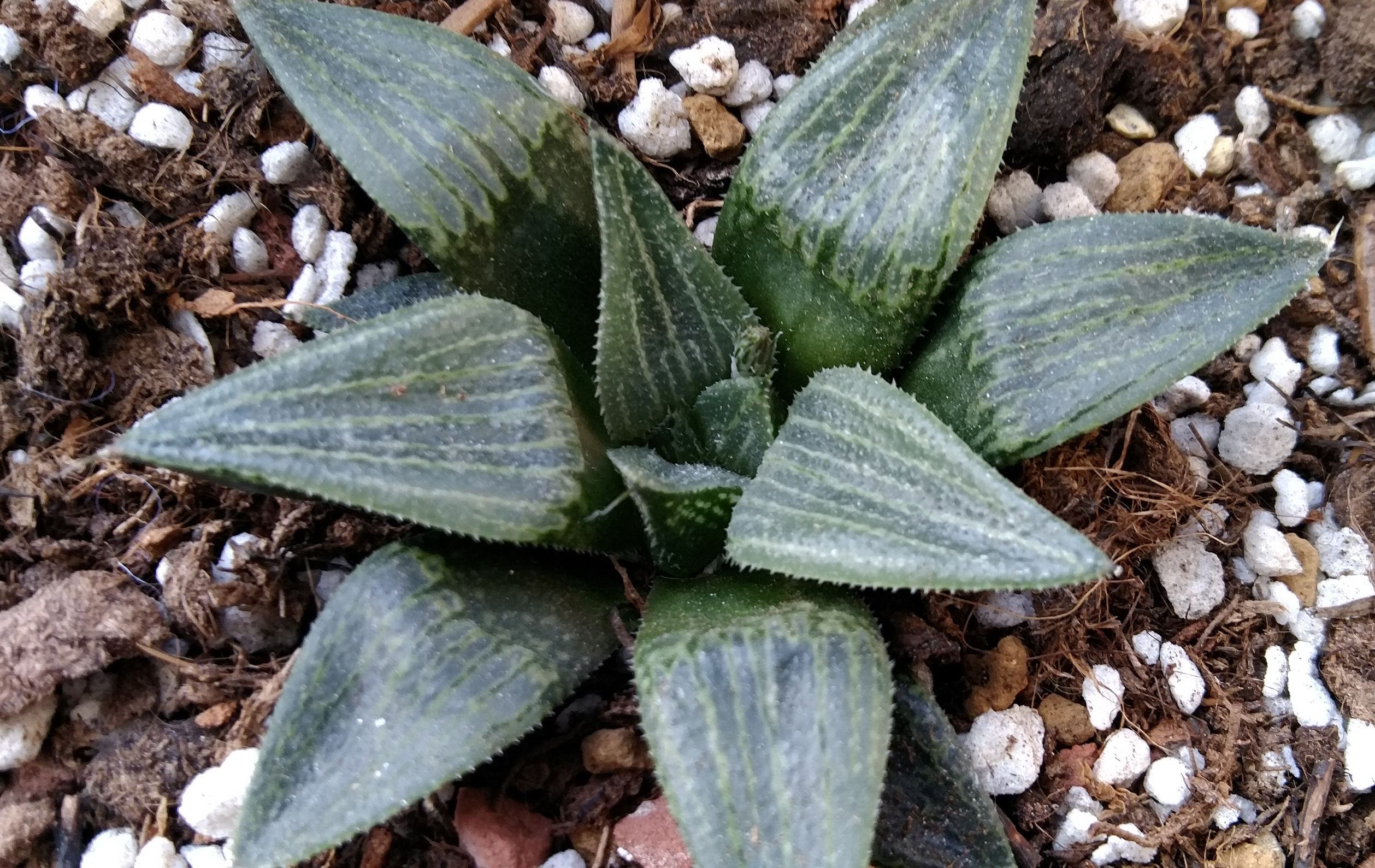 十二卷寿品相,十二卷玉寿