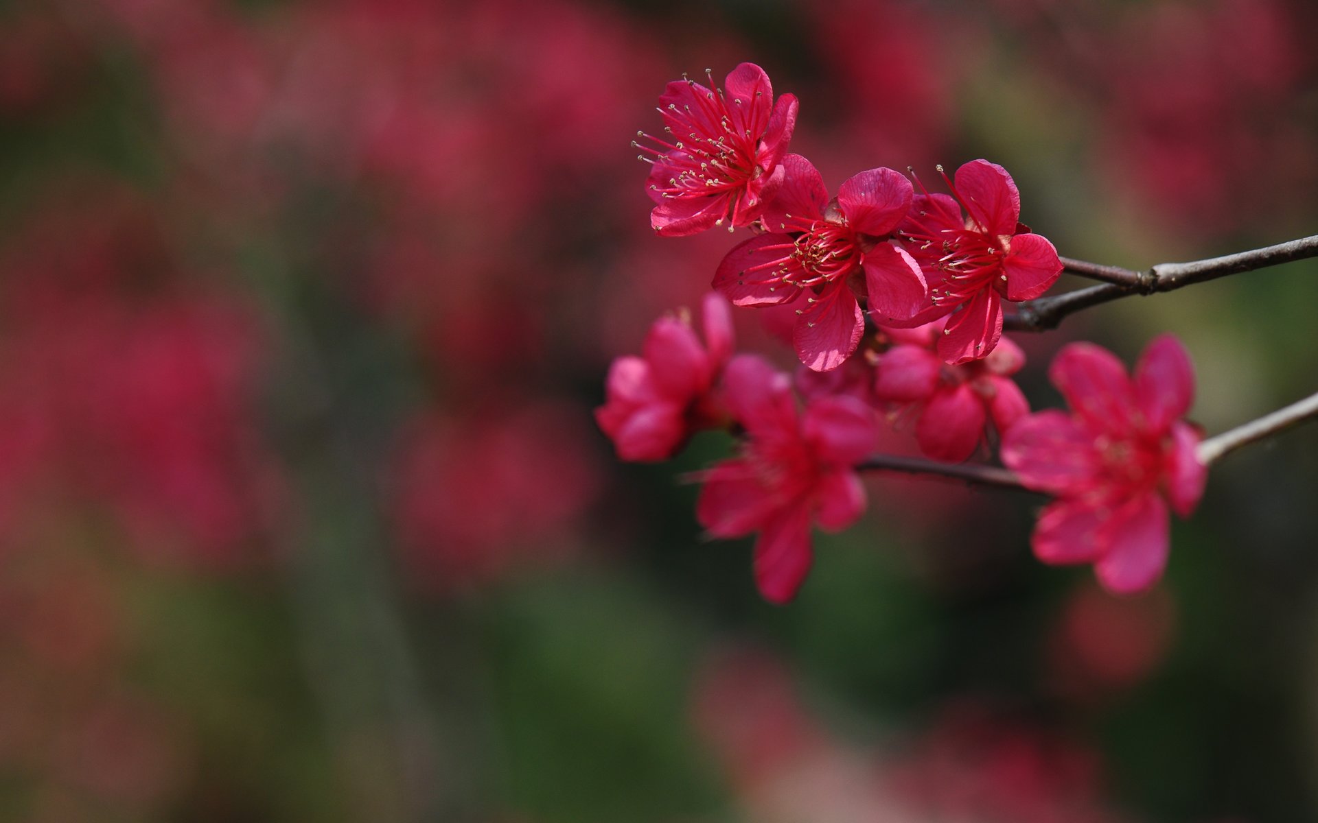 咏梅吟诵完整版,姜夔著名的咏梅诗