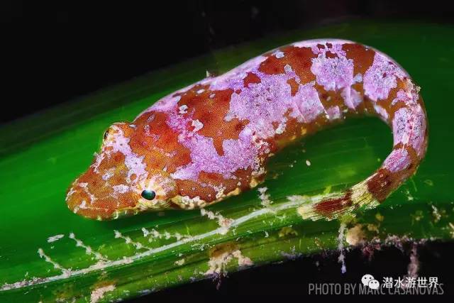 变性、伪装、雌雄同体--谁是微距世界的奇葩?