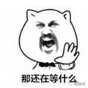 做四有军人,做豚鼠便当