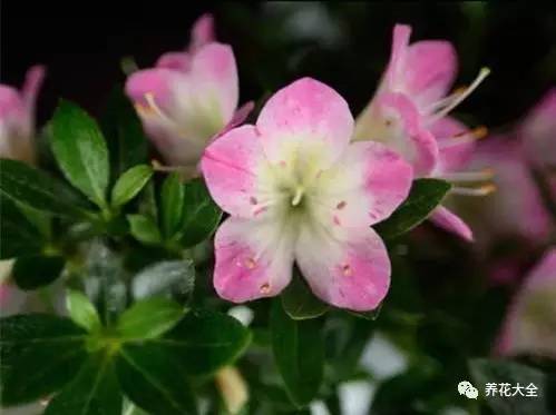 最美大杜鹃花图片,中国最美天然杜鹃花