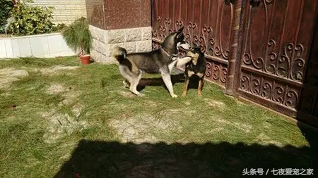 哈士奇在农村放养还是拴住,哈士奇不能养吗