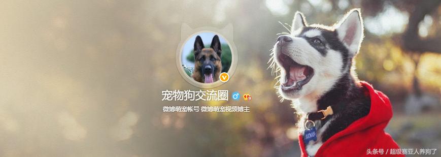 狗狗正确的洗澡步骤,附上爱犬照片