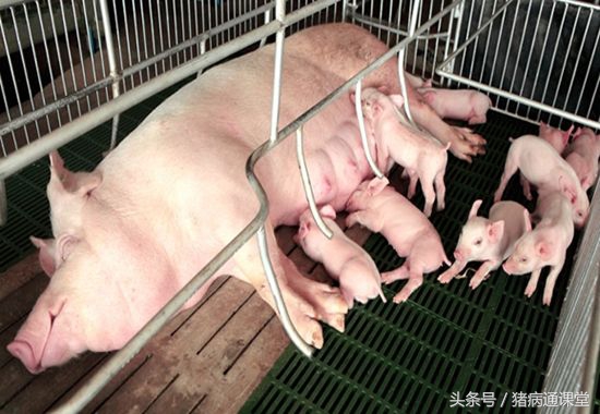 母猪超预产期5天需要打催产针吗,怀孕母猪怎么调理