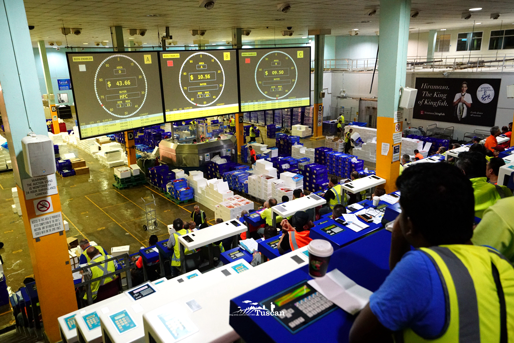 悉尼旅游攻略网红,怎么攻略悉尼