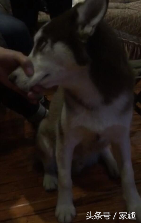 哈士奇无缘无故挨了一巴掌,哈士奇把钱撕碎