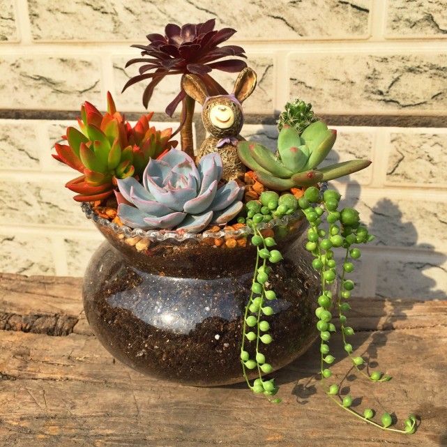 养花怎么让植物枝干粗壮,盆栽植物室内怎么养才能养活