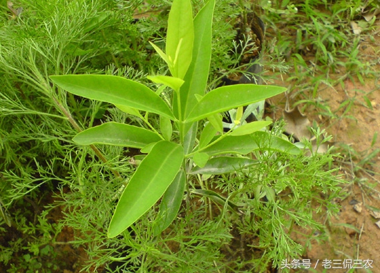 农村发家致富是真的吗,农村有哪些可靠的致富门路